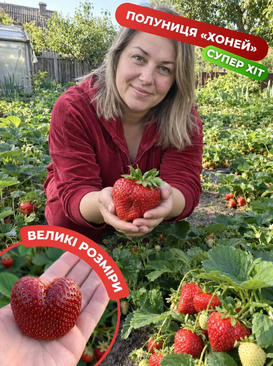 Полуниця Хоней