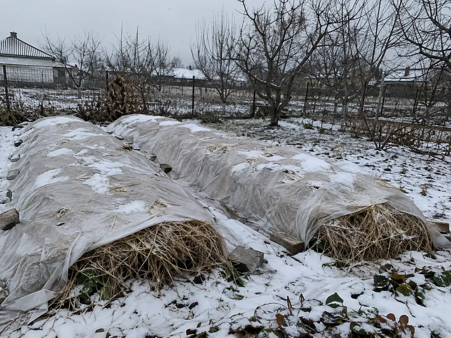 Кущ полуниці Гранде під легким зимовим укриттям
